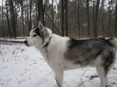 Köpek ormanda yürüyüşe çıktı, Husky.