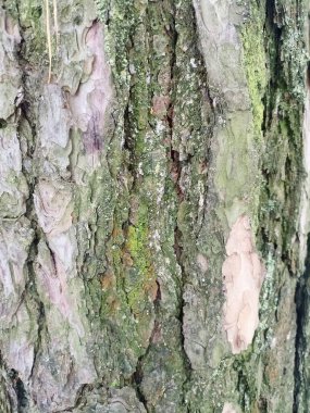 Havla yosun, arka plan, desen