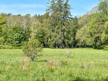 Manzara, ağaçlar, ahşap geyik