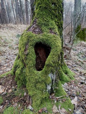 Bir ağaç, üzerinde yosun yetişen bir ağaç gövdesi. İçi boş. Ormanda.
