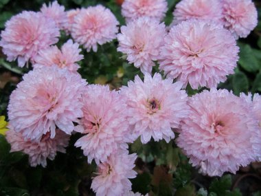 Güzel, kabarık çiçekler. Pembe renk Bahçede çiçek açarlar.