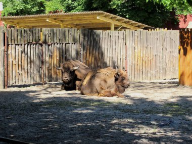 İki, kahverengi bizon, yazın dinleniyor. sıcak gün