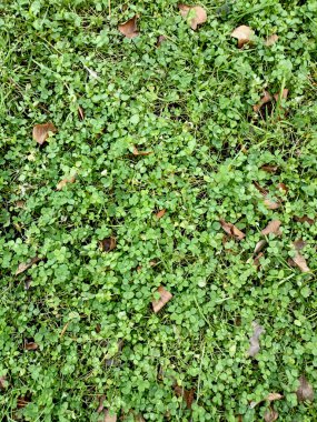 Lawn of clover, in autumn with fallen leaves. Bright and green. High quality photo clipart