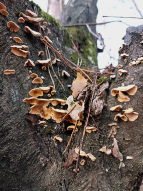 Üzerinde bir sürü mantar yetişen bir ağaç. Mantarlar kahverengi ve tüylü. Ağaç yapraklar ve dallarla çevrili.