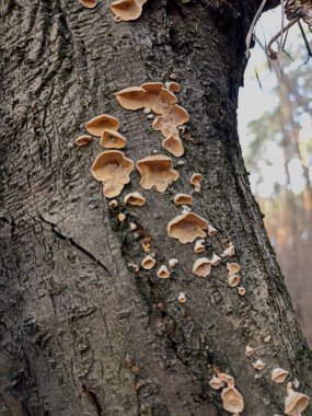 Üzerinde bir sürü mantar yetişen bir ağaç. Mantarlar kahverengidir ve bulanık bir dokusu vardır.