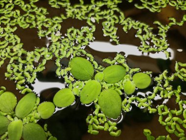 Suyun yüzeyinde yeşil bir ördek otu yüzer. Suda bir yansıması vardır..