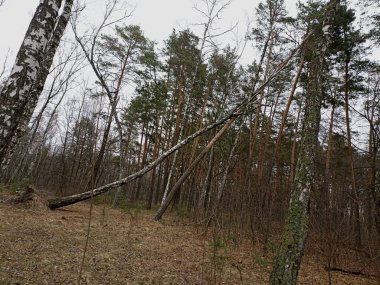 Huş ağacı diğer ağaçların üzerine devrildi, söküldü. Orman manzarası.