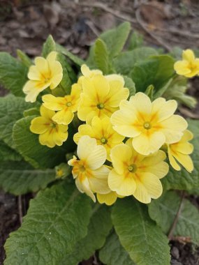 Çok güzel sarı çuha çiçekleri. Bahçe çiçekleri, bahar güzelliği.