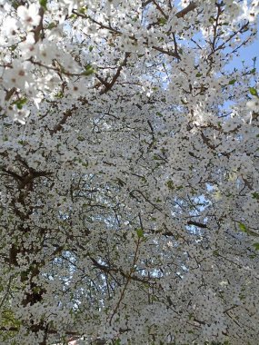 Beyaz çiçeklerdeki ağaç. Çiçek açan meyve ağaçları.
