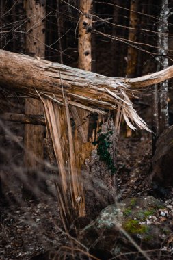 A detailed view of a shattered tree trunk surrounded by a dense forest. The intricate textures of the bark and the broken wood create a raw and organic composition. clipart