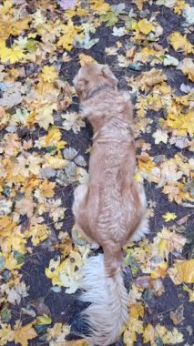 Sarı sonbahar yapraklarıyla çevrili orman zemininde yatan Golden retriever