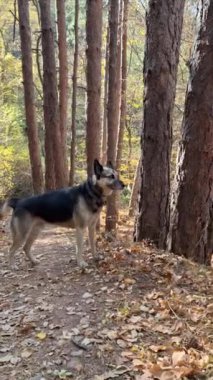 Güneşli bir sonbahar ormanında yürüyen güçlü bir köpek.