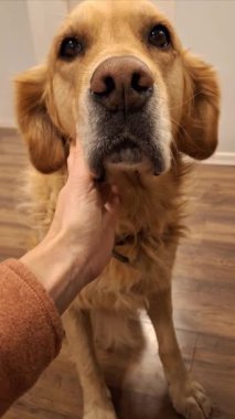 Bir Golden Retriever 'ın, sahibinin sevgiyle okşaması, köpeğin yumuşak kürkünü, rahat ifadesini ve evcil hayvan ile insan arasındaki hassas bağı vurguluyor.