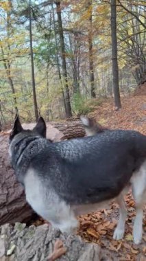 Husky bir Golden Retriever ile ormanda yürürken bir kütüğe işiyor.