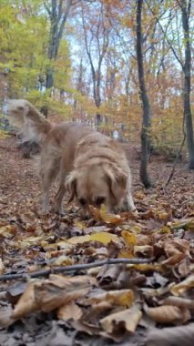 Golden Retriever, canlı sonbahar yapraklarıyla kaplı bir orman zemininde dinleniyor, bir sopa çiğniyor, sakin bir doğal ortamda düşüşün huzurlu cazibesini sergiliyor.