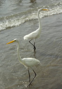 Herons in the sea clipart