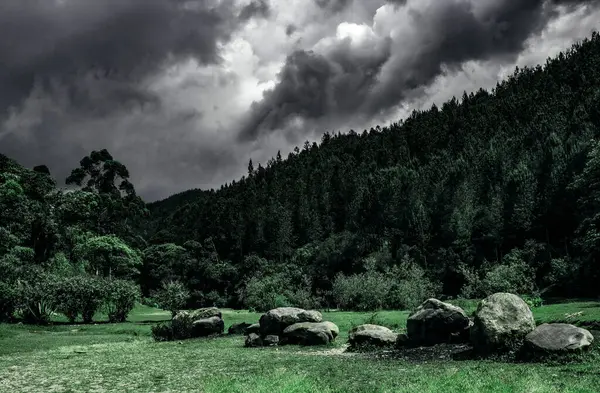 Antioquia, Kolombiya 'daki Yağmur Ormanları
