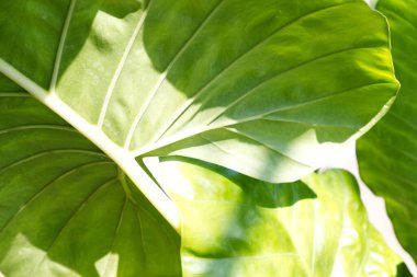 Sabah güneşli yeşil yaprak arka plan. Parlak yeşil yaprakların yaz arkaplanı. Büyük yaprak dokusu, doğadaki güzellik, güneşli gün, titreşim, botanik, spa, arka plan için gölge konsepti, ağ, duvar kağıdı, doku, tasarım.