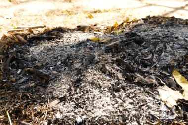 Yanan yaprakların külleri ve sabah güneşiyle birlikte odun. Yakın çekim kül dokusu. Dallar, yanmış, kışın ateş yakmak, kamp yapmak, doğa, yaşam, kırsal, güneş ışığı, gölge kavramı.