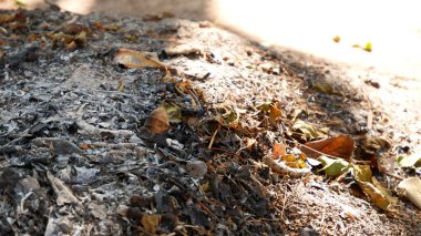 Sabah güneşiyle yanmış yapraklar ve küller. Yanan odun ve yaprağın yakın çekim külleri. Şube kavramı, kışın ateş yakmak, kamp yapmak, doğa, hayat yaşamak, baskı için kırsal alanlar, internet.. 