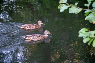 İki ördek sakin suda nazikçe yüzerek hafif dalgalanmalar yaratıyor. Arka planda yeşil ağaç yaprakları görünür..