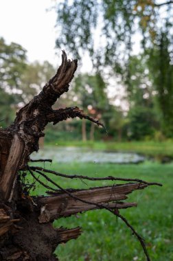 Karmaşık örümcek ağları olan kırık bir ağaç dalına yakın plan, çimen ve ağaçların bulanık yeşil arka planına kurulmuş. Sahne sessiz ve doğal, narin ağ engebeli dala detay ekliyor..