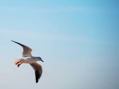 Açık mavi gökyüzünde süzülerek süzülen bir martının yakın çekimi. Kanatları tamamen genişlemiş. Gökyüzünün sadeliği, uçarken kuşların zarafetini ön plana çıkarır..