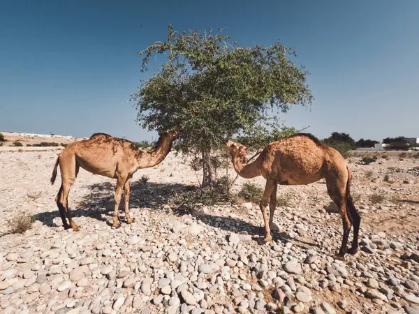 Arabian camels, Sultanate of Oman, camels in the desert of Oman, Middle east, editorial natural, horizontal