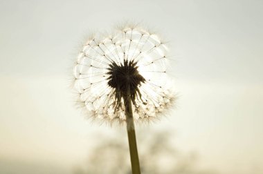 Sonbaharda güneşe karşı karahindiba