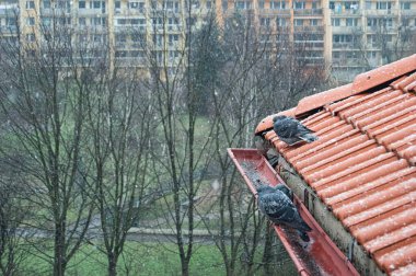 İki güvercin bir çatıda karda titriyor.