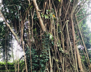 Özel bir bakım ya da bitki bakımı olmadan doğal olarak büyüyen yerel bir Banyan ağacı..