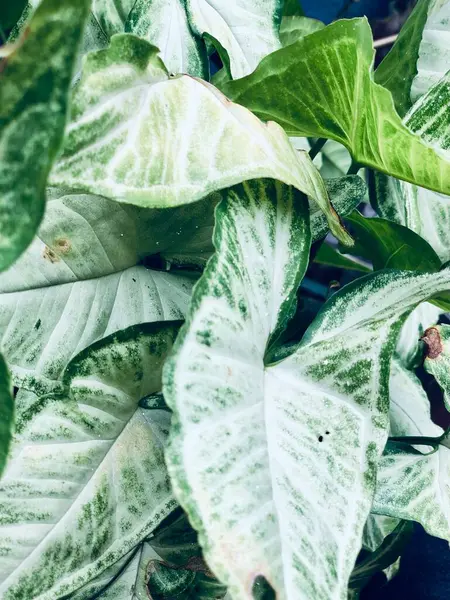 Aglaonema yakın çekim deseni gösteriyor