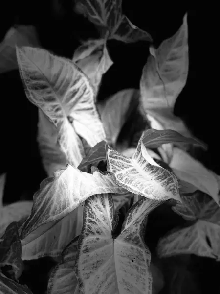 Aglaonema bitkisinin siyah beyaz fotoğrafı