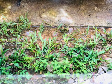 Su birikintisinde çimen manzarası