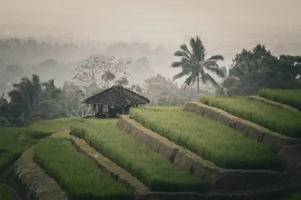 Jatiluwih Rice terası, Bali. Yüksek kalite fotoğraf