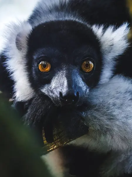 Kahverengi gözlü siyah-beyaz yakut bir lemurun portresi