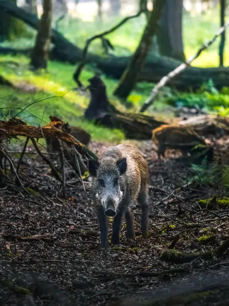 Domuzcuklu yaban domuzu sabah güneşinde ormanda duruyor. Veluwe, Hollanda