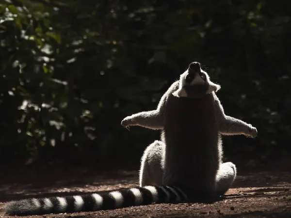 Gün ışığında yıkanan bir lemur. Lemuroidea