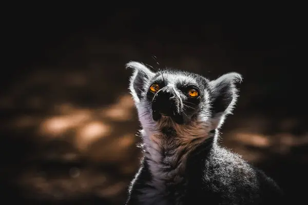 Kahverengi gözlü bir lemur güneş ışığında banyo yapıyor. Lemuroidea