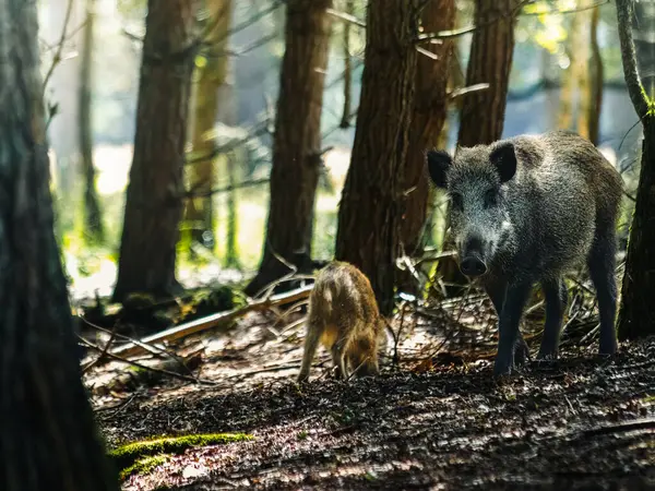 Domuzcuklu yaban domuzu sabah güneşiyle ormanda duruyor. Veluwe, Hollanda