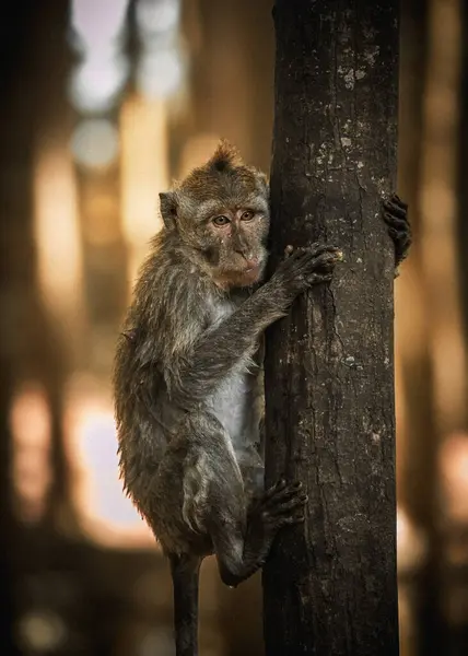 Ağaç gövdesine Mohawk asılmış ıslak gri Endonezyalı bir maymun. Kutsal maymun ormanı. Ubud, Bali, Endonezya