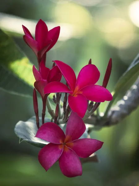 Güneş ışığında parıldayan yumuşak yapıları olan pembe bir Frangipani.