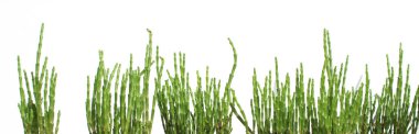 fresh salty green salicornia europaea plants sticks isolated (queller, zeekraal, glasswort, pickleweed, picklegrass, marsh samphire, sea beans, samphire greens, sea bean, sea asparagus, urban future ocean vegetables balcony city gardening salty plant clipart