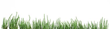 Taze tuzlu yeşil salicornia europaea bitkileri izole edilmiş, queller, zeekraal, glasswort, turşu, turşu, turşu, bataklık sampiri, fasulye, sampir, deniz fasulyesi, deniz kuşkonmaz, kentsel okyanus sebzeleri balkon şehri tuz bitkisi.