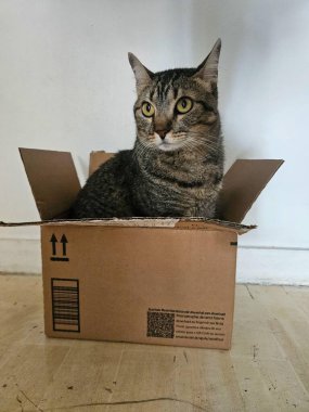 Sevimli gri bir kedi, kulakları açık ve büyük gözleri etrafı tarayan bir karton kutunun içinde rahatça oturur. Kutu açık ahşap bir zeminde duruyor ve arka plandaki duvar hafifçe aydınlatılıyor, sakin ve meraklı bir atmosp oluşturuyor.