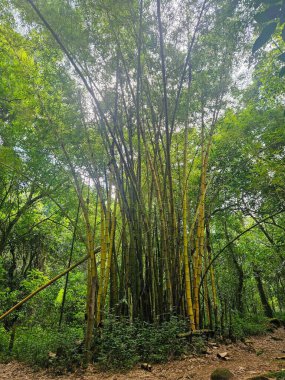 Yumuşak güneş ışığı altında yemyeşil bambudan oluşan sık bir orman, sakin ve huzurlu bir ortam yaratıyor. Uzun bambu sapları parlak yapraklarla görkemli bir şekilde durur, ışığı filtreleyen doğal bir gölgelik oluşturur, gölge sağlar ve selam verir.