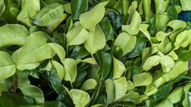 A close-up of kaffir lime leaves, known for their distinctive double-lobed shape. The leaves are fresh and glossy, displaying vibrant shades of green. These leaves are commonly used in cooking for their aromatic and citrusy fragrance. clipart