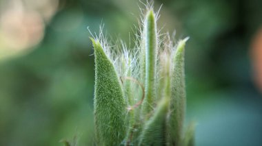 Tüylü, uzatılmış yeşil frenleriyle karakterize edilmiş bir kestane fişeği tomurcuğu. Arka plan yumuşakça bulanık, tomurcuğun dokusunu ve detaylarını vurguluyor.