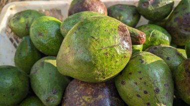 Bir yığın taze yeşil avokado, bazılarında kahverengi lekeler var, olgunluğu gösteriyor. Bir sandık içinde, pürüzsüz, parlak derilerini ve çeşitli dokularını renklendiriyorlar. Işık onların doğal ışıltılarını yakalar, canlı ve iştah açıcı bir sahne yaratır..