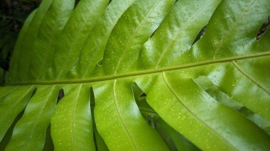 A vibrant green leaf with a central vein. It has a smooth texture with water droplets and appears glossy, featuring broad, parallel segments, typical of a tropical plant. clipart